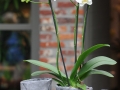 PL0081